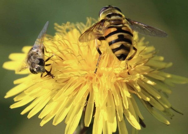 Les guêpes vs les abeilles : quelles sont les différences ?